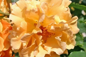 Rose (Climbing) 'Golden Olymp' 